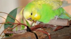 Jakie gałęzie można dać papugę